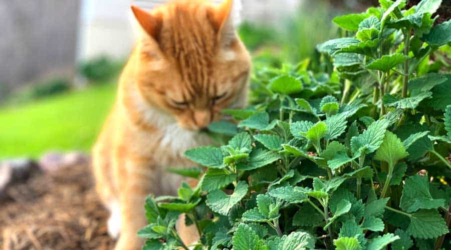 catnip mosquito repellent featured image