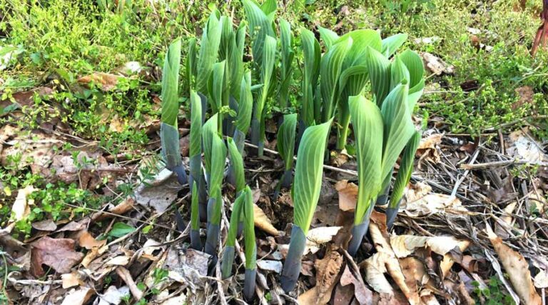 hosta shoots veggies that grow in shade featured image