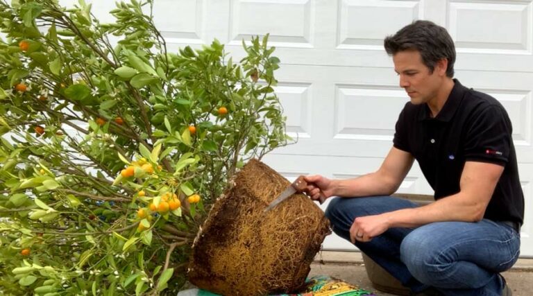 root pruning potted fruit tree