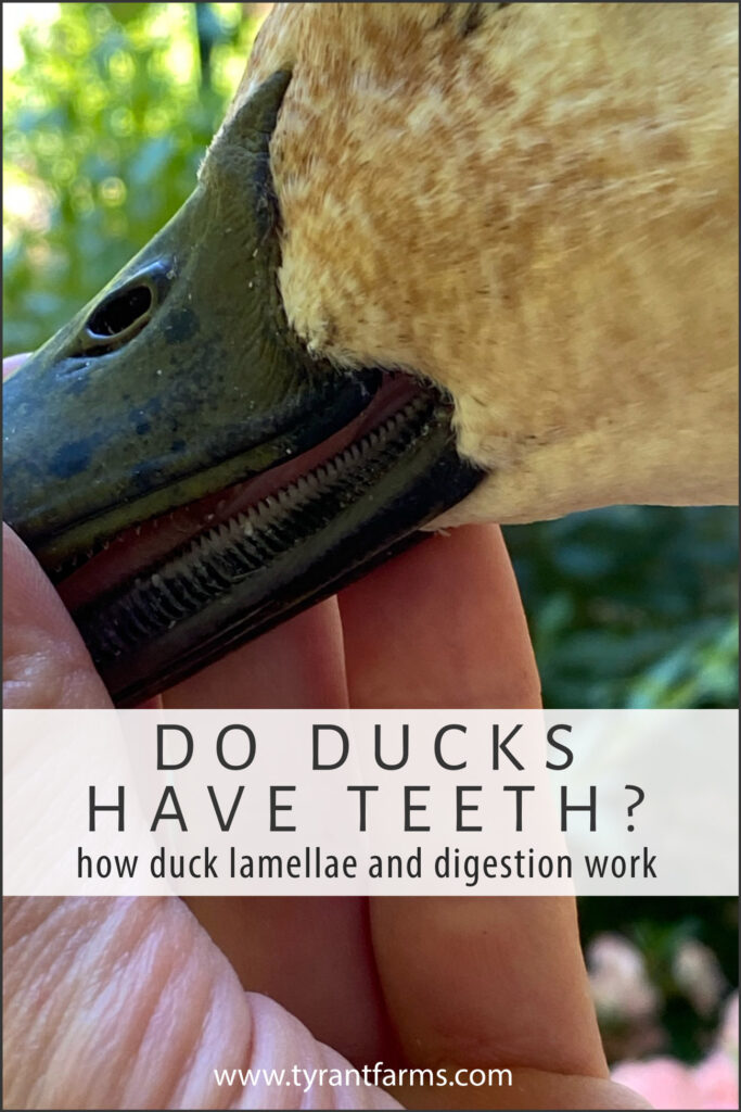 Do ducks have teeth? Find out how duck lamellae and digestion work!