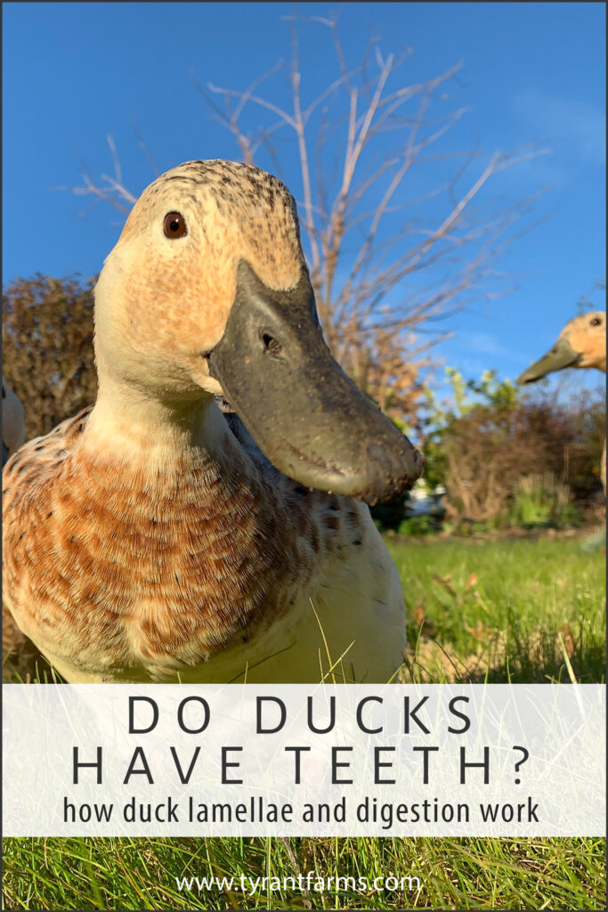 Do ducks have teeth? Find out how duck lamellae and digestion work! - alt