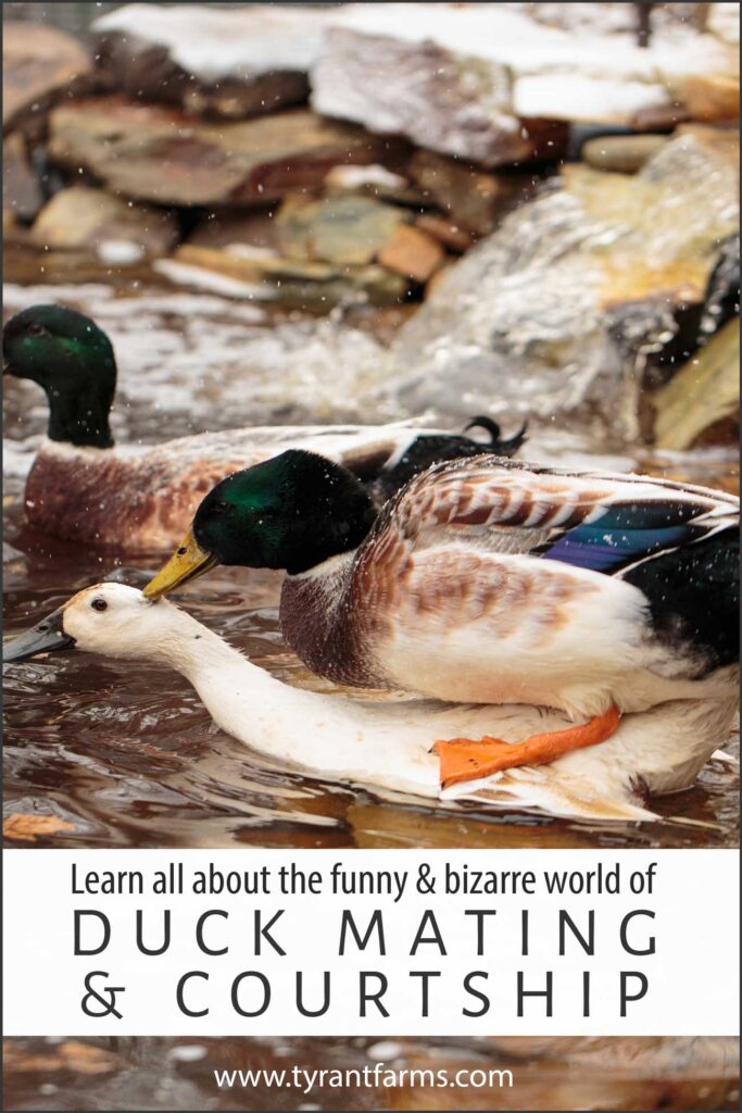 understanding duck mating and courtship pinterest image