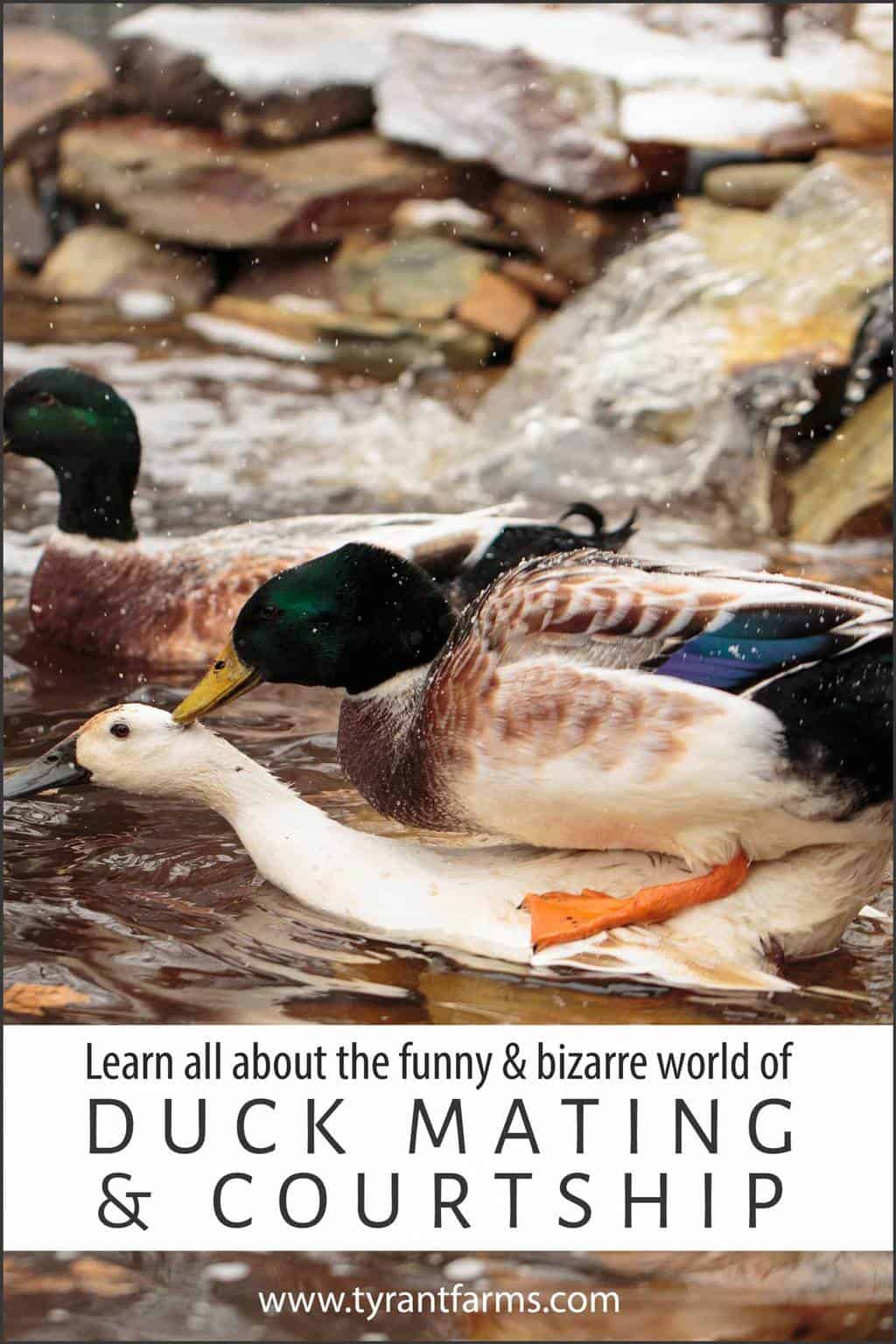 Understanding duck mating and courtship Tyrant Farms