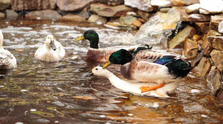 duck mating and courtship