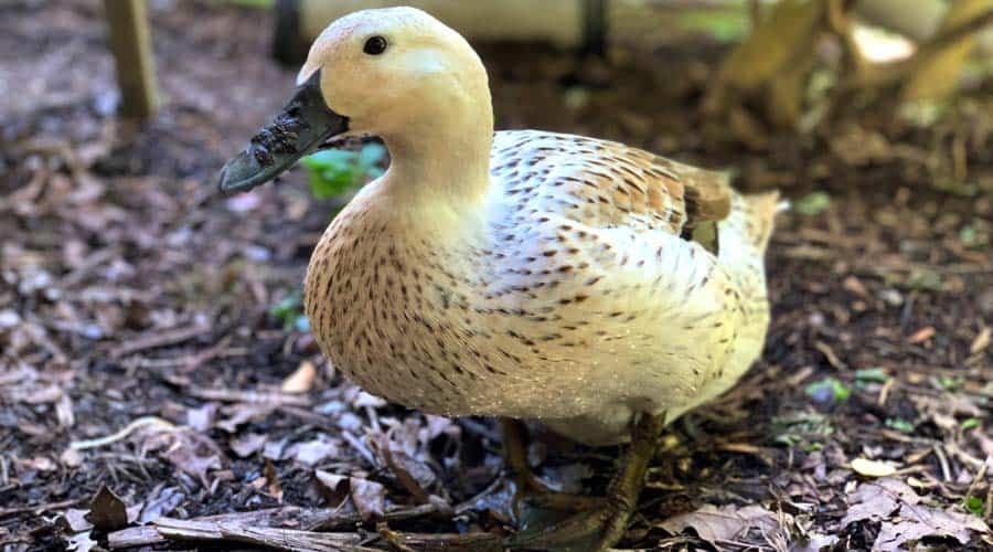 do ducks have teeth?