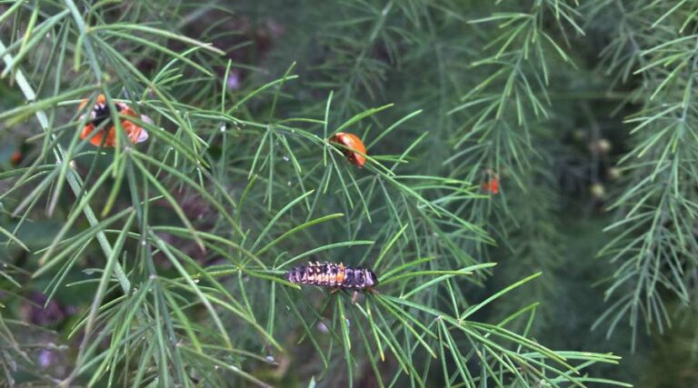 ladybug larvae featured image
