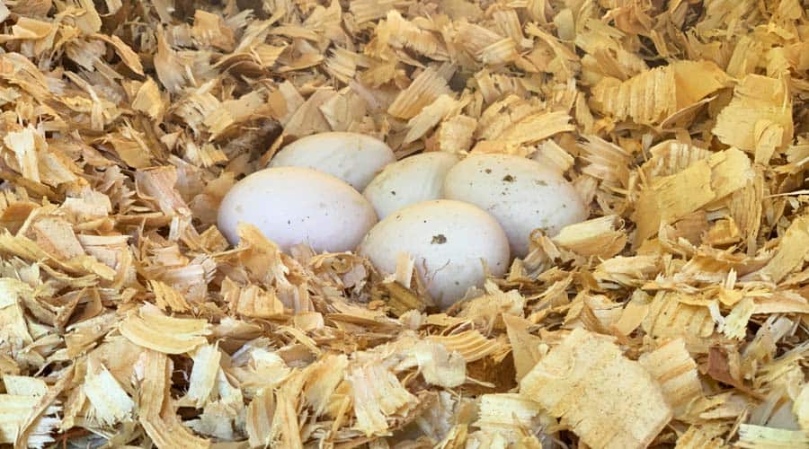 should you wash your eggs?