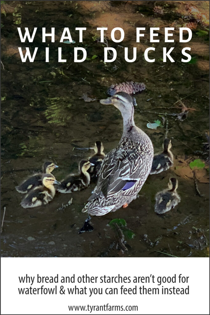 what to feed wild ducks pinterest image