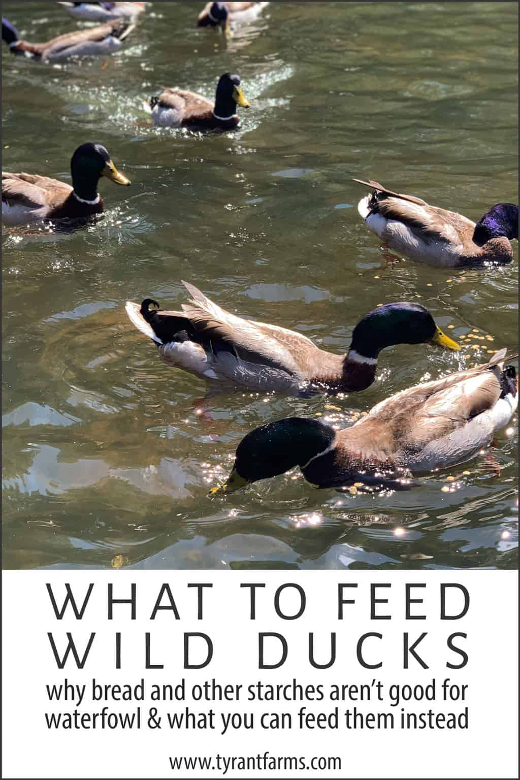 What To Feed Wild Ducks and What Not To Tyrant Farms
