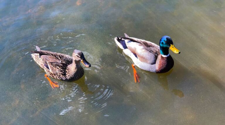 what to feed wild ducks
