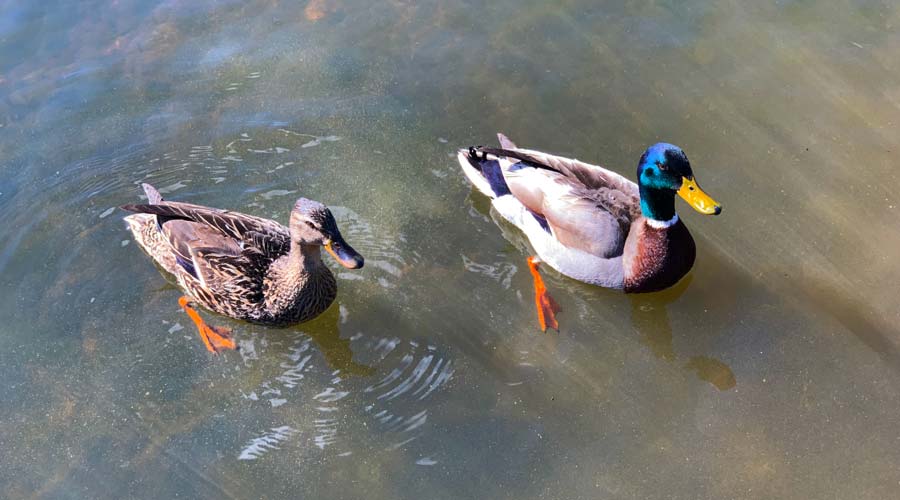 what to feed wild ducks