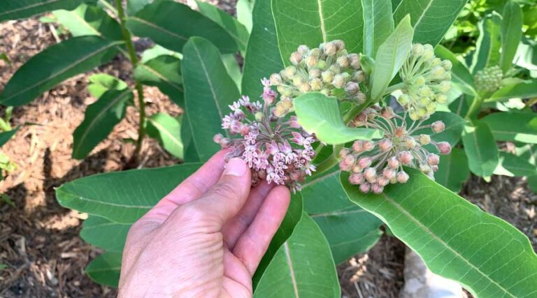 common milkweed featured image
