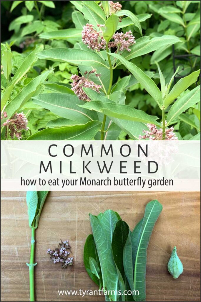 Common milkweed: how to eat your Monarch butterfly garden - pinterest image