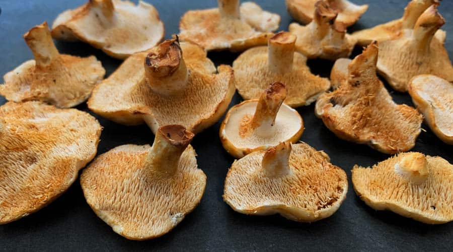 hedgehog mushrooms