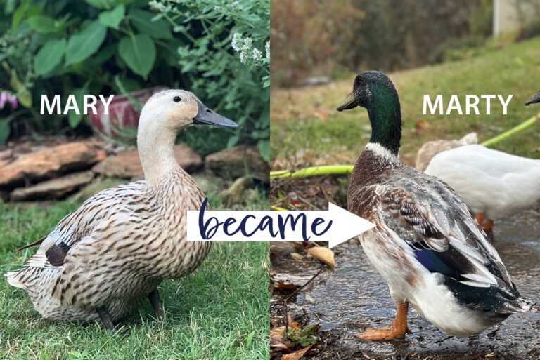 mawy the duck became marty the duck