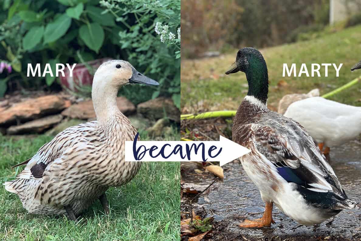 mawy the duck became marty the duck