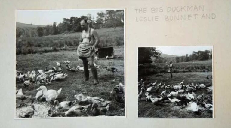 welsh harlequin duck history leslie bonnet