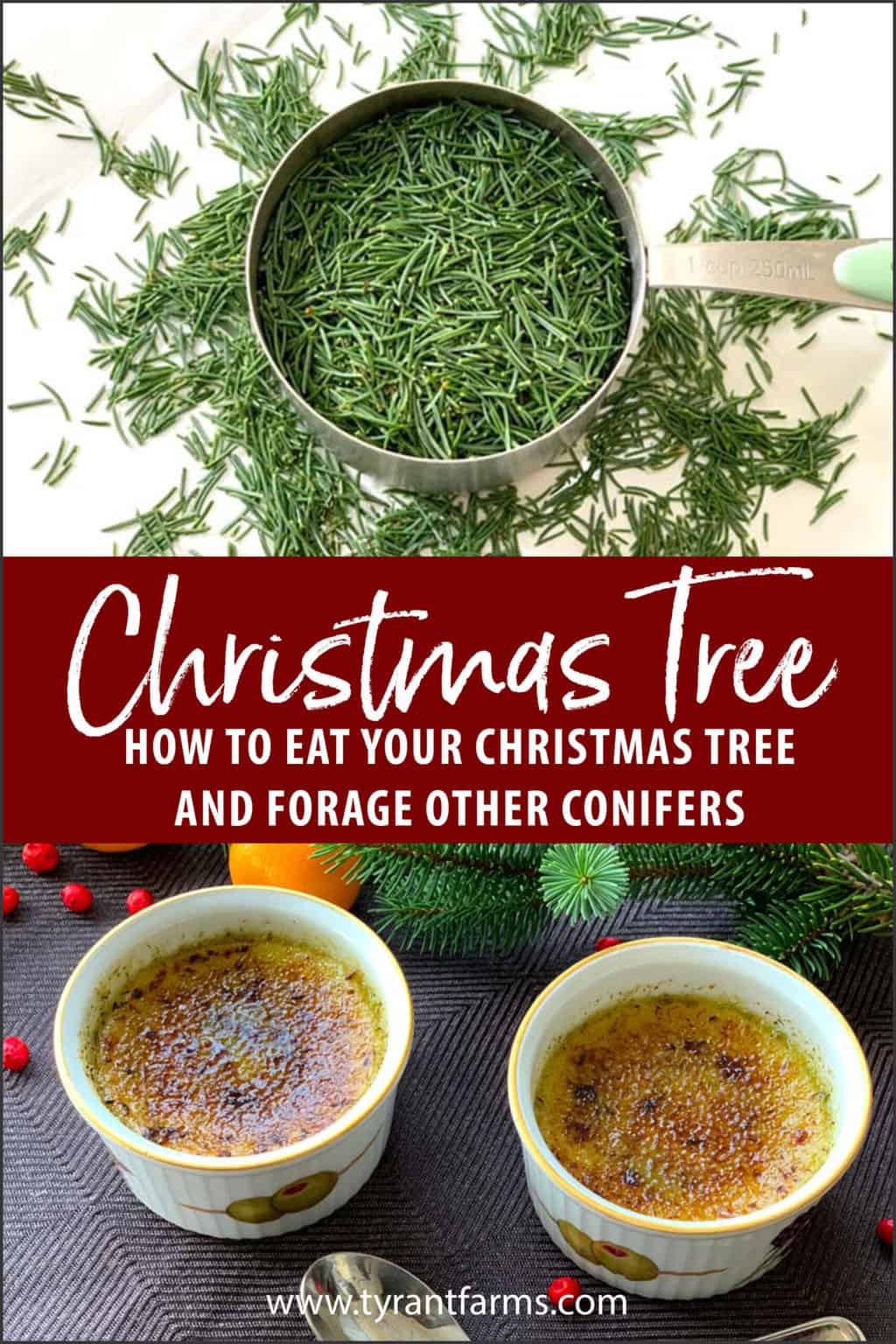 Guide How to eat your Christmas tree (and other conifers) w/ recipes