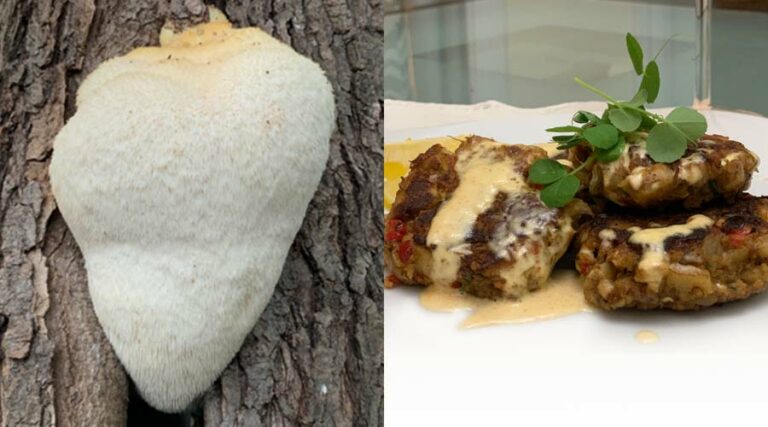 lion's mane mushroom featured image