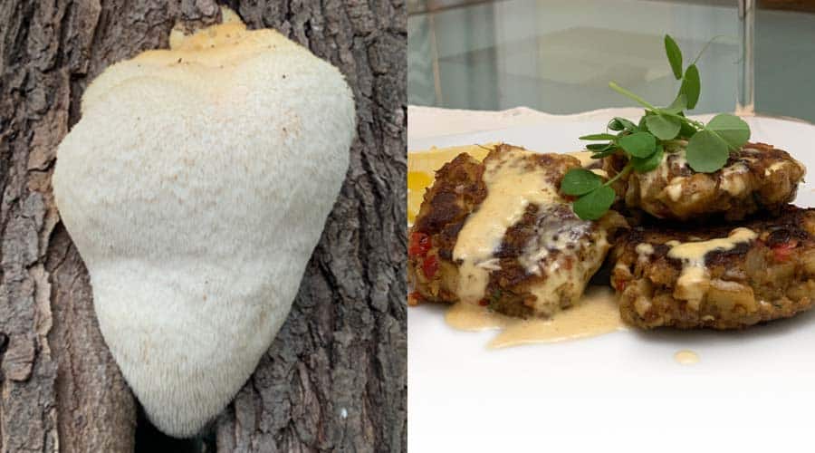 lion's mane mushroom featured image