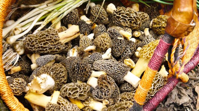 How to find morel mushrooms in the southeast US