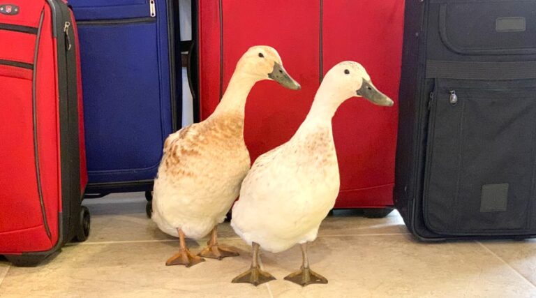 how to go on vacation without your ducks or other poultry / what to do with your ducks while you travel / how to find a duck sitter