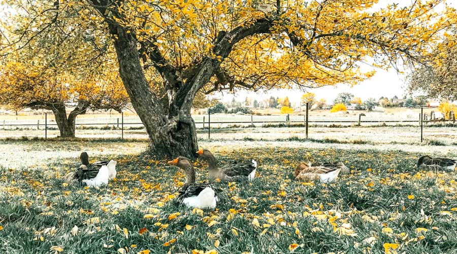 reasons to raise geese