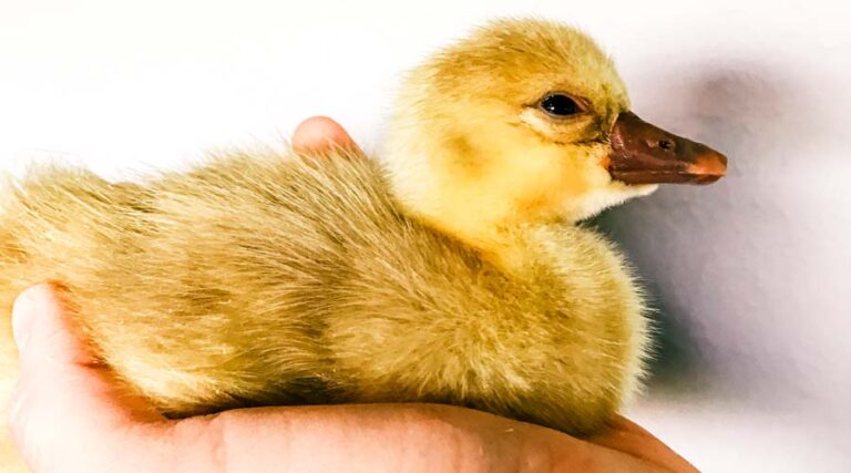 Is it better to get adult geese or goslings? Geese vs goslings / raising geese