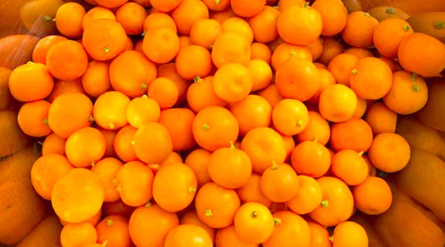 All about calamondin or calamansi fruit with recipe roundup! Tyrant