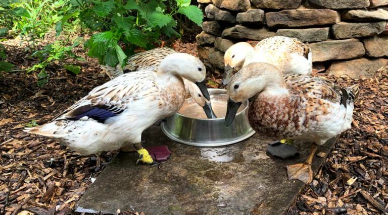 How to treat bumblefoot in ducks – safely, effectively, and humanely (with video!)