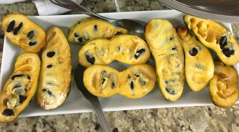 paw paw fruit featured image