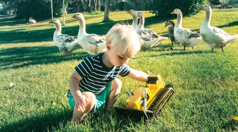 7 reasons why you shouldn't get geese - things to consider before you get geese