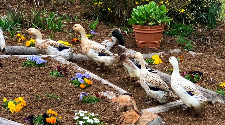 9 amazing duck eyesight facts you'll want to know Tyrant Farms