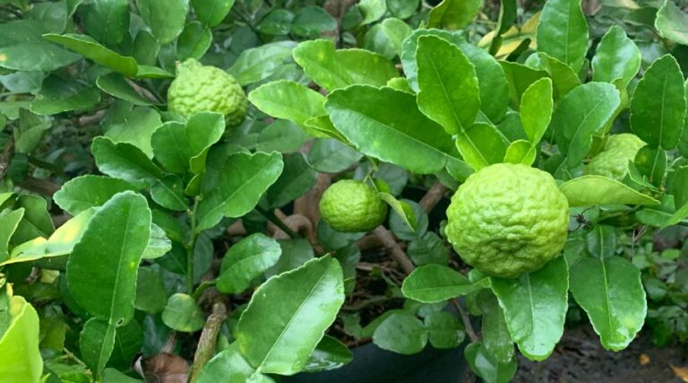 How to grow and use makrut limes aka kaffir limes (Citrus hystrix).