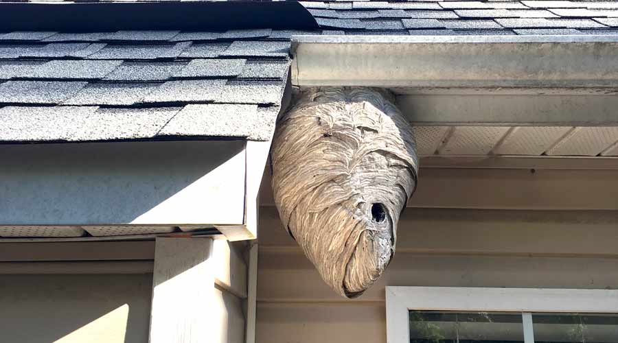 bald faced hornet nest