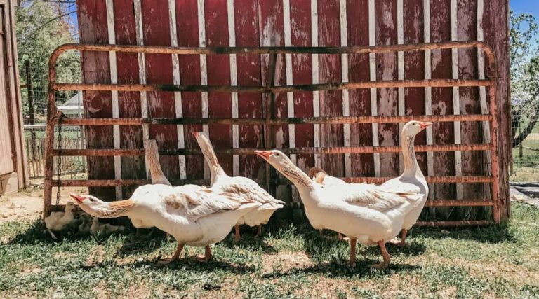 Should you get male or female geese or both? What are the differences between male and female geese?