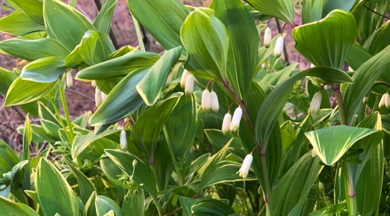 How to grow, forage, and eat Solomon's seal plants.