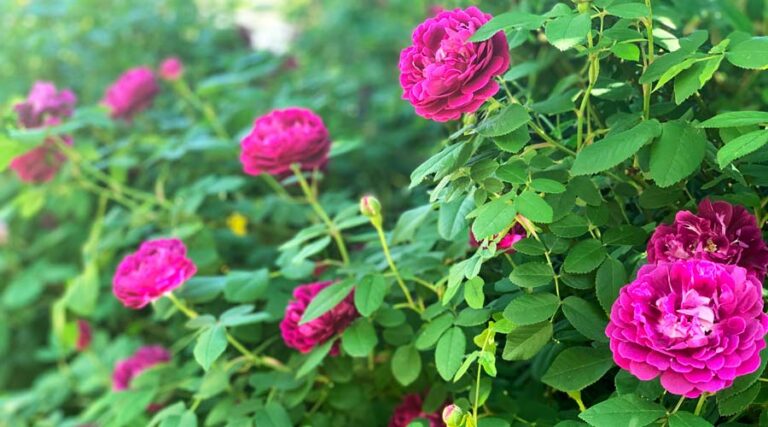Edible roses - how to select, grow, and use edible roses