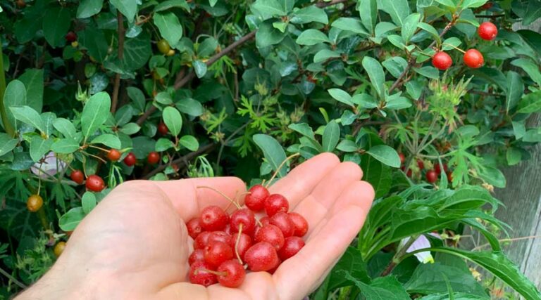 How to grow and eat Goumi berries.