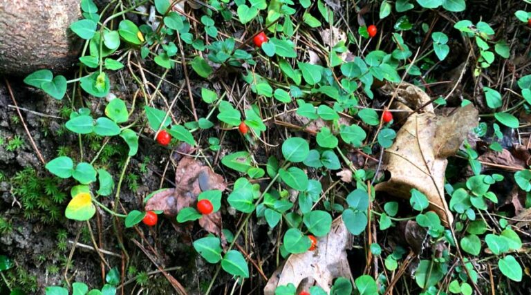 partridge berries (Mitchella repens) - how to identify, grow, eat