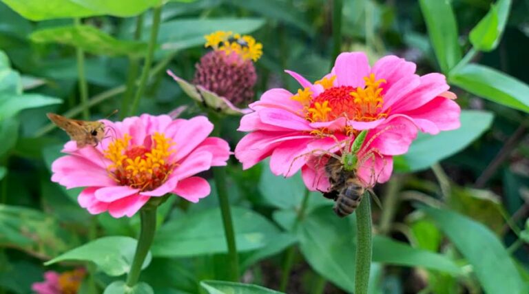 Green lynx spider eating honeybee