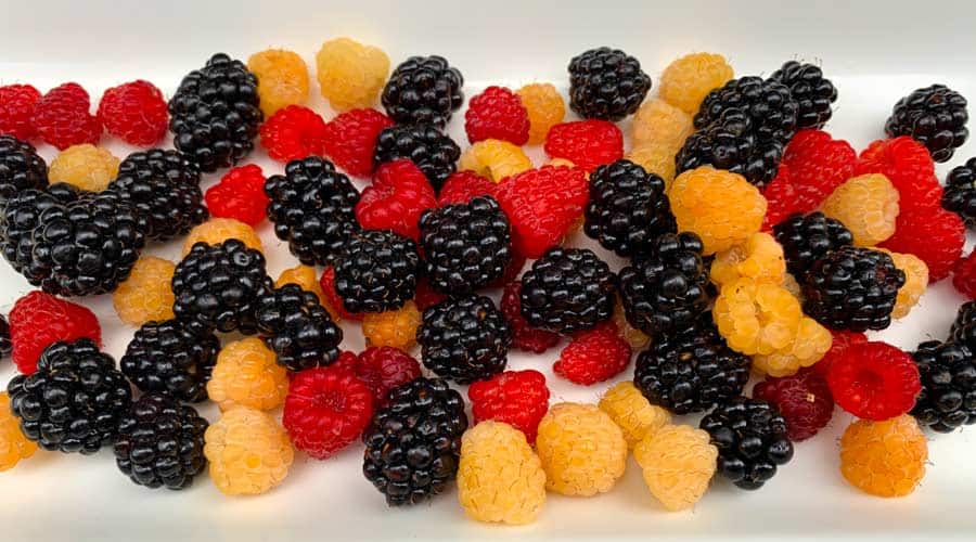 How to grow organic caneberries in the Southeast US / Organic raspberries and blackberry growing tips for the southeast