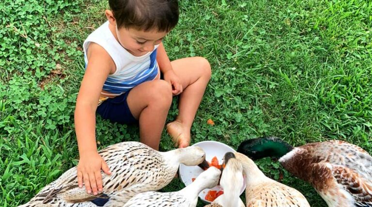 toddler feeding tomatoes to pet ducks