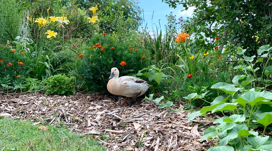 11 things to know before getting ducks