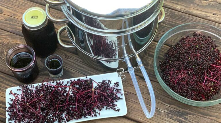 Steam juicer: the fastest, easiest, and best way to process elderberries.