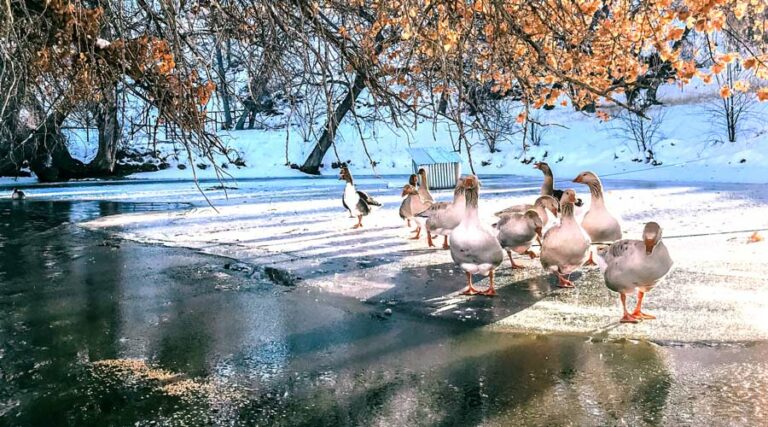 what to feed wild and domestic geese AND what not to feed geese