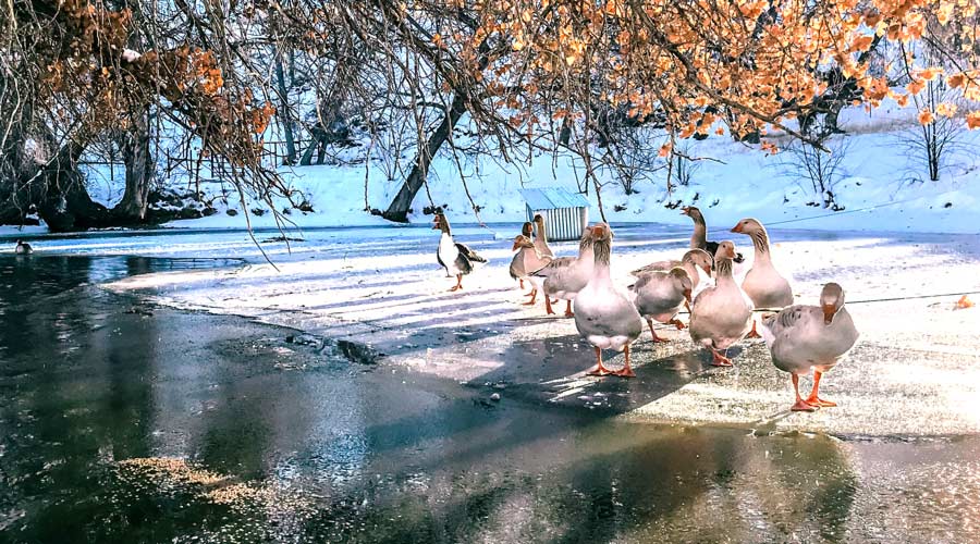 What to feed geese all your questions answered! Tyrant Farms