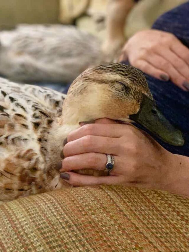 9 tips & tricks for keeping indoor pet ducks