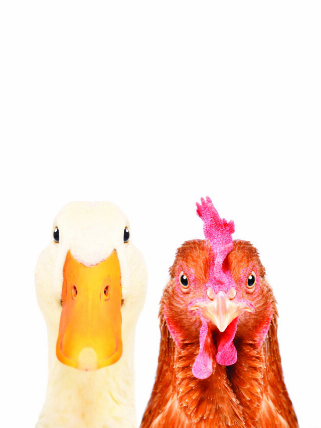 Ducks vs chickens: which is best for you?
