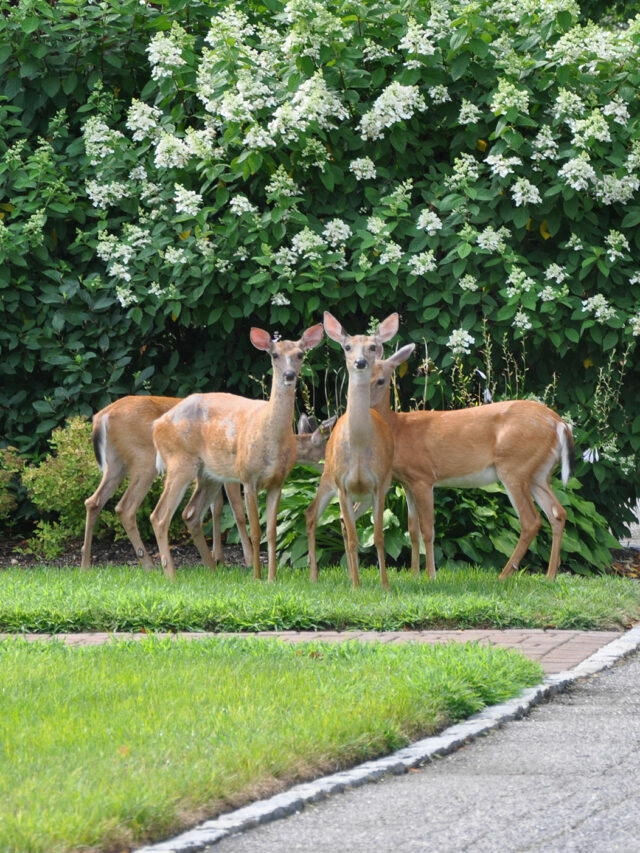 Dad’s trick: how to keep deer out of your yard or garden